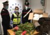 A Fiumicino, sorpresa in valigia: 76 kg di ‘Khat’. Un anconetano in manette