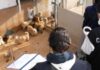 Cani sequestrati a Tre Castelli, partite le prime adozioni. Una piccola “Luce” in fondo al tunnel. La dura battaglia con la Brucellosi