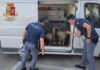 Spazi stretti e senza aria: viaggio da incubo per numerosi cani. Il salvataggio della polizia Spazi stretti e senza aria: viaggio da incubo per numerosi cani. Il salvataggio della polizia