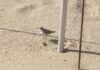 San Benedetto: coppia Fratini nidifica tra gli ombrelloni San Benedetto: coppia Fratini nidifica tra gli ombrelloni