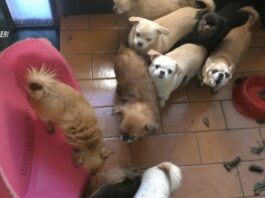 Allevamento sequestrato di Trecastelli, in sei rinviati a giudizio tre invece patteggiano