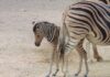 Al Parco Zoo il cucciolo di zebra si chiama Gimbo, in onore di Tamberi