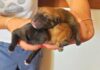 Buttati in un cassonetto, cuccioli di una settimana cercano accoglienza. Morti i fratellini