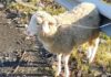 Montecosaro, una pecora imbocca… la superstrada, schivata per miracolo Montecosaro, una pecora imbocca... la superstrada, schivata per miracolo