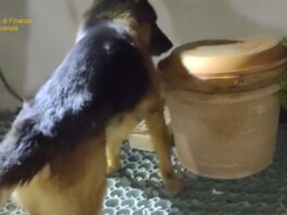 Spacciavano cocaina dalla costa ai Monti Sibillini, tre arresti nel maceratese