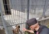 Cani e gatti infestati di pulci, costretti a vivere in gabbiette e tra topi morti: salvati dai Carabinieri Forestali