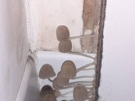 Spuntano funghi nella “casetta” post sisma, la famiglia: “Siano veloci i lavori per tornare a casa nostra”