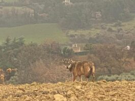 Investe e uccide una lupa ma non si ferma. Multato Investe e uccide una lupa ma non si ferma. Multato