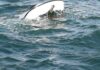 La barca affonda, si aggrappano ai salvagenti: li salva la Guardia Costiera La barca affonda, si aggrappano ai salvagenti: li salva la Guardia Costiera