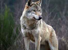 In campeggio a Mezzavalle, sente i lupi vicino alla tenda e si getta in mare per scappare