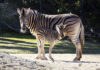 Fiocco azzurro al Parco Zoo di Falconara: è nato un cucciolo di zebra. Il nome sarà scelto dal pubblico sul web Fiocco azzurro al Parco Zoo di Falconara: è nato un cucciolo di zebra. Il nome sarà scelto dal pubblico sul web