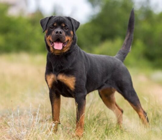 Bimba azzannata da un rottweiler operata d’urgenza al Salesi