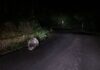 42enne cerca di evitare un istrice in mezzo alla strada, si schianta contro un albero e muore 42enne cerca di evitare un istrice in mezzo alla strada, si schianta contro un albero e muore