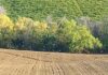 Il futuro dell’agricoltura marchigiana: i nuovi incontri sui territori per raccontare le nuove misure del PSR Agricoltura: piccioni devastano piantagioni di girasole nel Fermano
