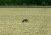 Mamma Lupa in cerca di cibo tra le campagne del Fermano. Non è pericolosa, ma la presenza dei cuccioli… Mamma Lupa in cerca di cibo tra le campagne del Fermano. Non è pericolosa, ma la presenza dei cuccioli...