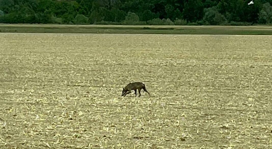 Mamma Lupa in cerca di cibo tra le campagne del Fermano. Non è pericolosa, ma la presenza dei cuccioli...