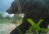 Orso marsicano, questa volta “sorride”: nuovo avvistamento nel Parco Nazionale dei Monti Sibillini