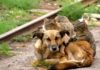 “Stop Animal Crimes”, sos per animali abbandonati o in difficoltà nelle Marche