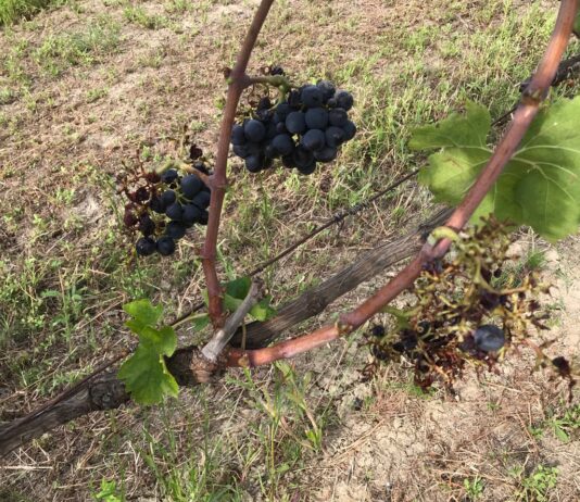Peronospora, produzione vinicola a rischio. Antonini propone tavolo interregionale e fondi diretti per le perdite