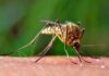 Zanzare e virus Usutu, per ora nessun focolaio a Jesi ma attenzione ai ristagni d’acqua