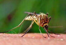 West Nile Virus, un caso a Montemarciano. Negativi i test sulle zanzare