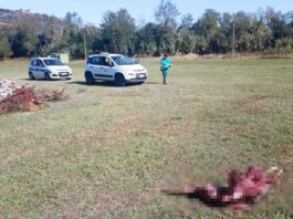 Strage di pecore per tre notti di fila: incubo lupi nell’Ascolano. Ecco dove Strage di pecore per tre notti di fila: incubo lupi nell'Ascolano. Ecco dove