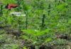 Coltivavano marijuana in un campo, arrestati due uomini