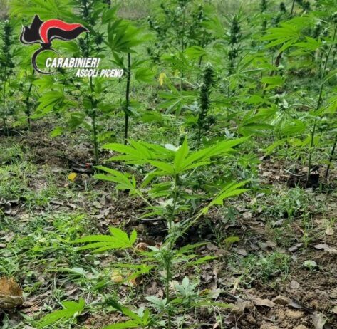 Coltivavano marijuana in un campo, arrestati due uomini