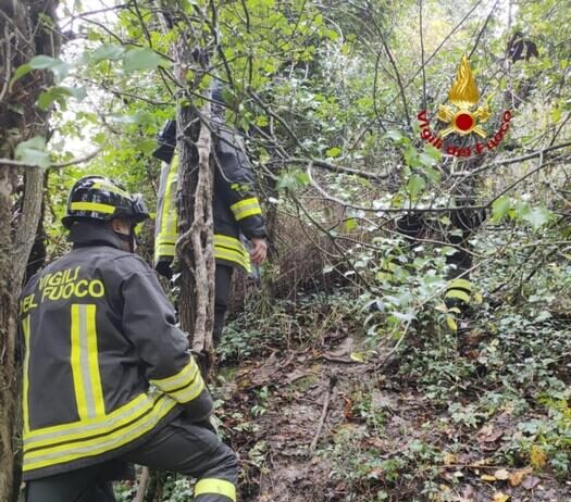 Cane rischia di rimanere intrappolato in una tana di tasso, salvato dai Vigili del Fuoco dopo otto ore di intervento Cane rischia di rimanere intrappolato in una tana di tasso, salvato dai Vigili del Fuoco dopo otto ore di intervento
