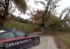 Crolla una quercia sulla strada, 16enne ferito