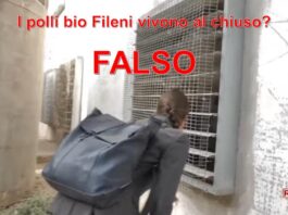 Inchiesta giornalistica di Report sulla Fileni: “Animali al chiuso, maltrattati, uccisi se troppo piccoli”. L’azienda risponde punto per punto: “Falso”. Ecco foto e video Report Fileni accusa e difesa