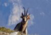 Natura: avvistato in Abruzzo il mitico Vettore, il Camoscio Marchigiano introdotto nel 2013 sul Monte Sirente Natura: avvistato in Abruzzo il mitico Vettore, il Camoscio Marchigiano introdotto nel 2013 sul Monte Sirente