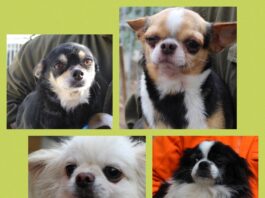 Chihuahua in cerca di casa: si possono adottare 78 cagnolini salvati dall’allevamento di Trecastelli. “Occhio, non tutti possono accoglierli”. Ecco il numero l’associazione Amici Animali Odv di Osimo, in prima linea fin dall’inizio di quest’emergenza che vede indagate, a vario titolo, 15 persone.