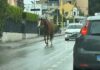 Metti un cavallo a spasso per San Benedetto: interviene la Polizia Municipale