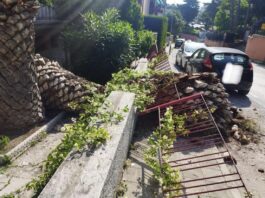 Tragedia sfiorata ad Ancona: crolla una enorme pianta che quasi travolge una bimba. La piccola salvata dal papà Tragedia sfiorata ad Ancona: crolla una enorme pianta che quasi travolge una bimba. La piccola salvata dal papà