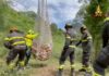 Colli al Metauro: vitello precipita in una scarpata, i Vigili del Fuoco lo salvano con l’elicottero Colli al Metauro: vitello precipita in una scarpata, i Vigili del Fuoco lo salvano con l'elicottero