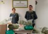 Fermo. La Finanza sequestra 180 chili di droga: avrebbero fruttato quasi 2 milioni di euro