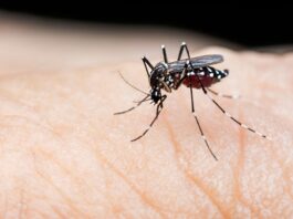 Ancona. Accertato un caso di “Dengue”: stanotte e domani scatta la disinfestazione nella zona di Palombina Nuova