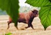 “Caccia al toro” a lieto fine: ritrovato sano e salvo il bovino in fuga da Montecarotto. Tornerà alla sua stalla