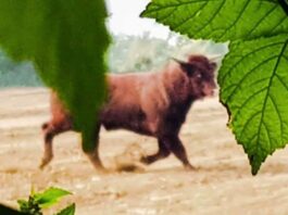 “Caccia al toro” a lieto fine: ritrovato sano e salvo il bovino in fuga da Montecarotto. Tornerà alla sua stalla