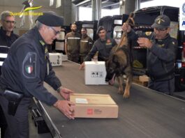 Ancona. Sonja e quel fiuto infallibile: il cane scopre la droga in un plico sospetto all’aeroporto