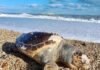 Porto Recanati, scopre la carcassa di una tartaruga durante una passeggiata in spiaggia Porto Recanati, scopre la carcassa di una tartaruga durante una passeggiata in spiaggia