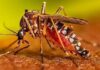 Dengue, contagiata famiglia in Toscana. Madre e figlia avevano soggiornato a Fano