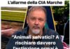 Lupi, l’allarme di Cia Marche: “Chi rischia davvero l’estinzione è l’allevatore”. Chiesto un tavolo urgente con gli Assessori all’Agricoltura e alla Sanità cia marche appello lupi alessandro taddei