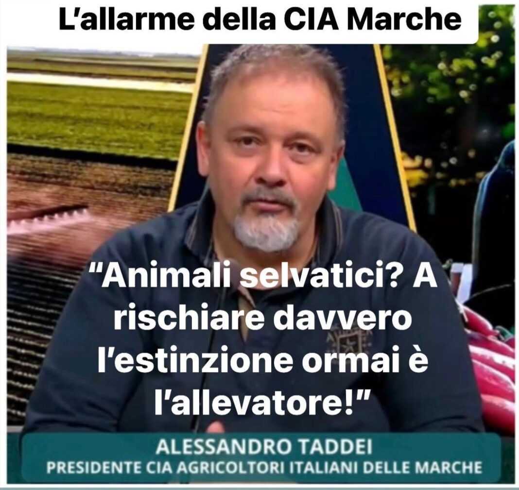 cia marche appello lupi alessandro taddei