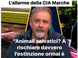 Lupi, l’allarme di Cia Marche: “Chi rischia davvero l’estinzione è l’allevatore”. Chiesto un tavolo urgente con gli Assessori all’Agricoltura e alla Sanità cia marche appello lupi alessandro taddei
