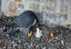 Jesi, nati due pulcini di falco pellegrino. La schiusa alla vigilia della Pasqua