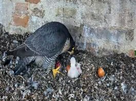 Jesi, nati due pulcini di falco pellegrino. La schiusa alla vigilia della Pasqua