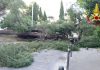 Enorme albero cade in Piazza Cavour, travolgendo i cavi del Filobus. Nessun ferito