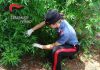Scoperta una piantagione di marijuana nel Fermano